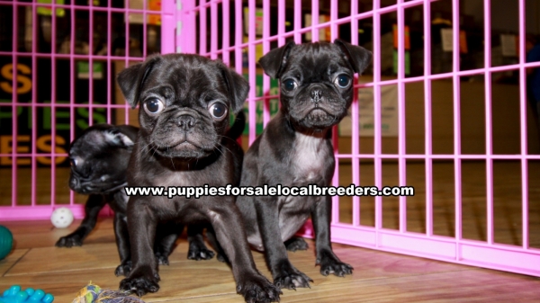 Black Pug Puppies For Sale Georgia At Lawrenceville Puppies For Sale Local Breeders