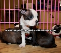 Boston Terrier Puppies For Sale Georgia Atlanta