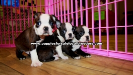Boston Terrier Puppies For Sale Georgia Atlanta