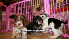 Mini Schnauzer Puppies For Sale Georgia