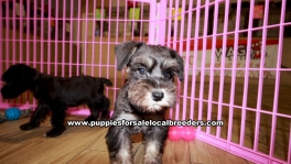 Schnoodle Puppies For Sale Georgia