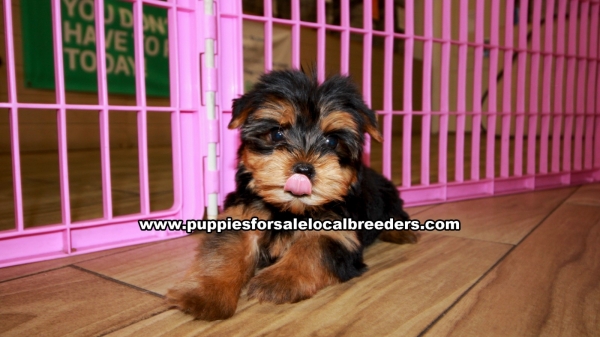affordable shorkie puppies for sale