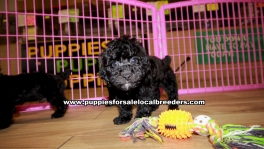 Black Toy Poodle Puppies For Sale Georgia