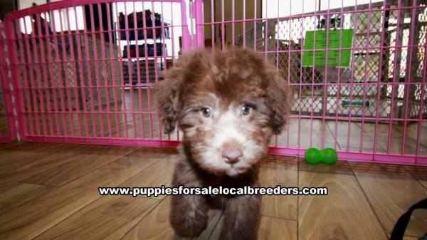 Chocolate Toy Poodle Puppies For Sale at