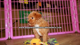 Red Toy Poodle Puppies For Sale Georgia Atlanta