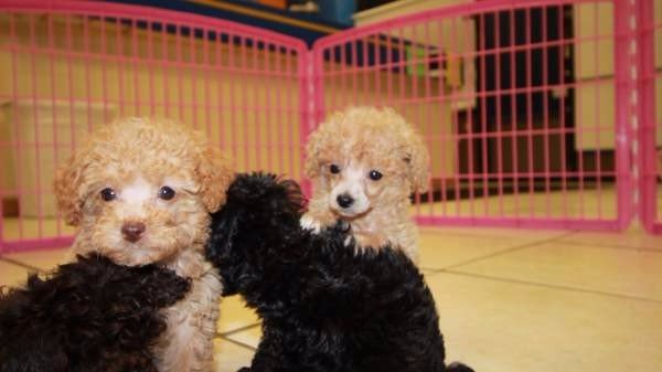 toy poodle for sale in tn