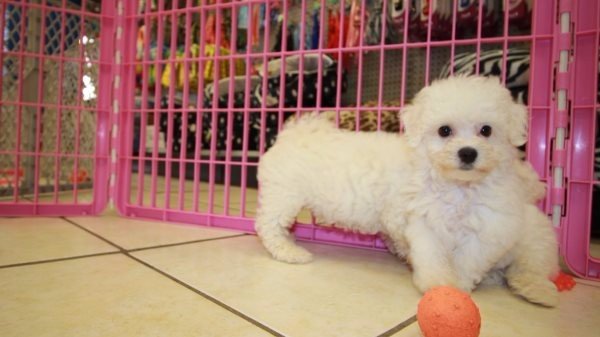 Puppies For Sale Local Breeders Charming Bichon Frise