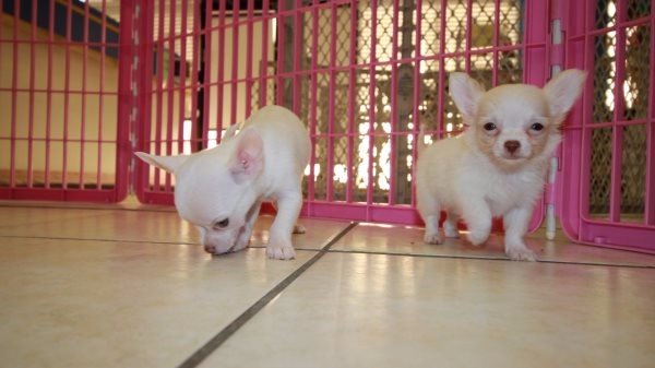Puppies For Sale Local Breeders Teacup, Blue