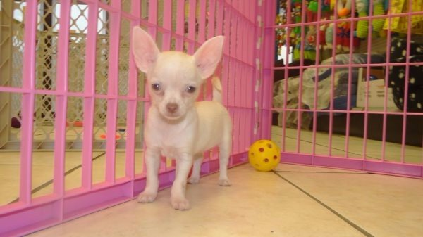 Puppies For Sale Local Breeders Teacup, Blue