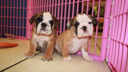 English Bulldog Puppies For Sale near Warner Robins, Ga