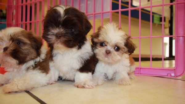 Adorable Imperial, Shih Tzu Puppies For Sale near Atlanta