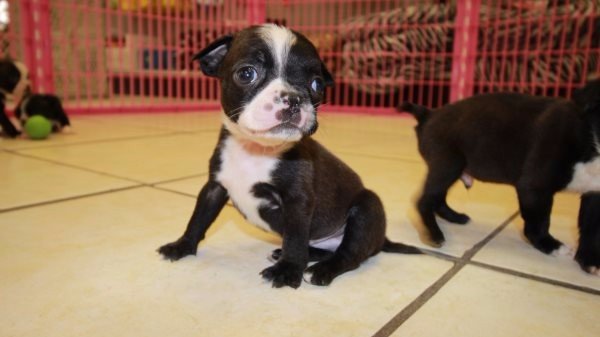 Puppies For Sale Local Breeders Huggable Boston Terrier