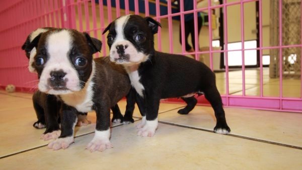 Huggable Boston Terrier Puppies For Sale In Ga at