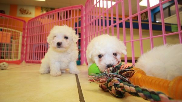 Puppies For Sale Local Breeders Cuddly Bichon Frise