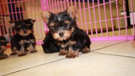 Teacup Toy Yorkie Puppies For Sale near Kennesaw, Ga