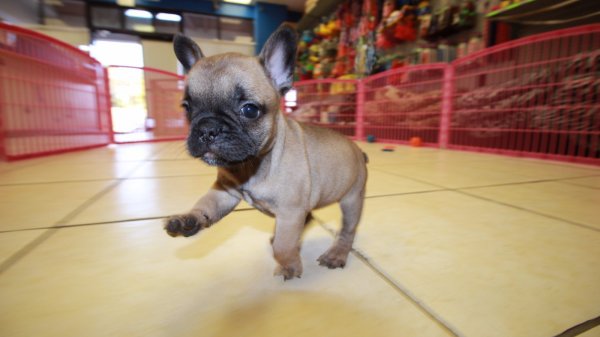Nice Fawn, Black Mask, French Bulldog Puppies For Sale In Georgia at ...
