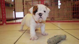 English Bulldog Puppies For Sale near Albany, Ga