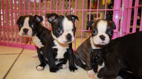 Wonderful Boston Terrier Puppies For Sale In at