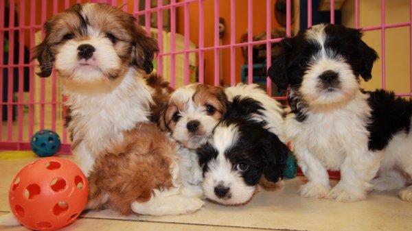 Snuggly Cavachon Puppies For Sale In Georgia at - Puppies ...