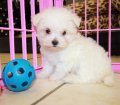 Teacup Maltese Puppies For Sale near Dunwoody, Ga