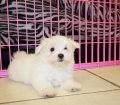 Teacup Maltese Puppies For Sale near Dunwoody, Ga