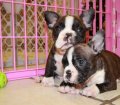 Precious Frenchton Puppies For Sale in Atlanta Georgia