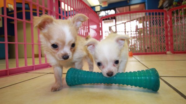 Huggable White Cream Long Hair Chihuahua Puppies For Sale In Atlanta Ga At Puppies For Sale Local Breeders
