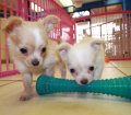 Huggable White & Cream, Long Hair, Chihuahua Puppies For Sale In Atlanta, Ga
