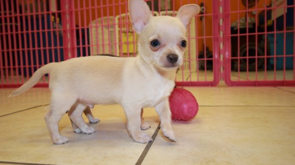Huggable White & Cream, Long Hair, Chihuahua Puppies For