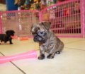 Charming Brindle, BullShih Puppies For Sale in GA 
