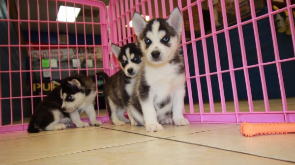 white siberian husky puppies for sale