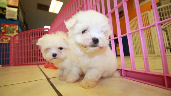 Teacup Maltese Puppies For Sale near Brookhaven, Ga at