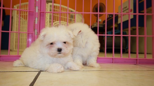 Teacup Maltese Puppies For Sale near Brookhaven, Ga at