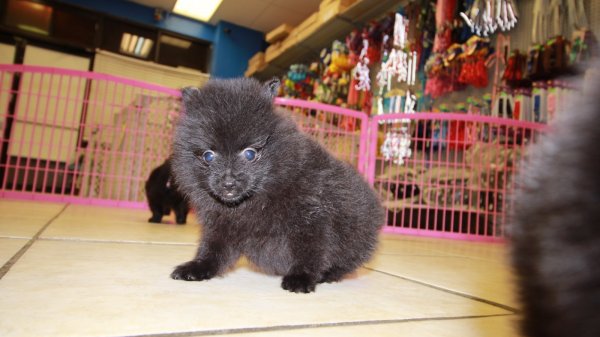 Handsome Teacup, Black, Pomeranian Puppies For Sale Near Atlanta, Georgia at - Puppies For Sale ...