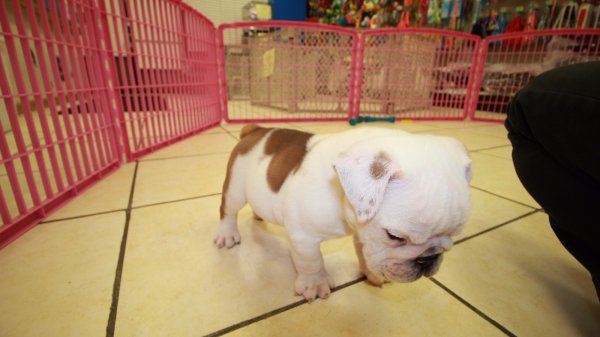 Sweet, English Bulldog Puppies For Sale near me, at