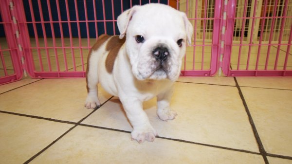 Sweet, English Bulldog Puppies For Sale near me, at