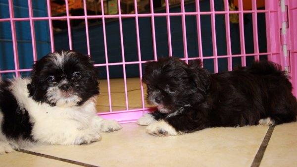 Puppies For Sale Local Breeders Eye Catching Black, Shih
