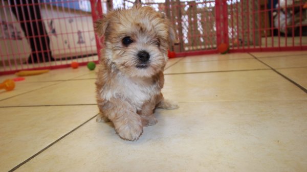 Special Gold Morkie Puppies For Sale in Alabama USA