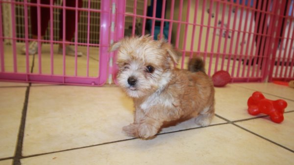 Special Gold Morkie Puppies For Sale in Tennessee USA