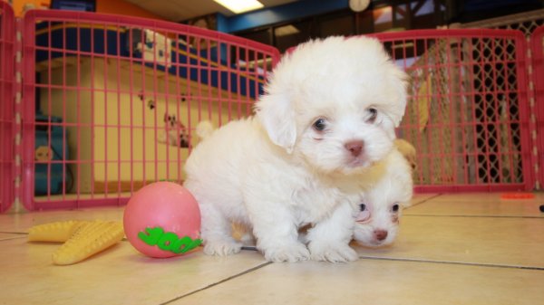 Cute White Malti Poo Puppies for Sale at Puppies