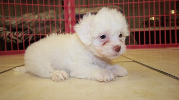 Cute White Malti Poo Puppies for Sale Georgia at - Puppies For Sale ...