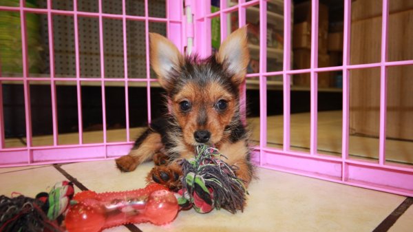33 HQ Photos Yorkie Puppies For Sale In Georgia / Yorkie Puppies for Sale: For When You Need Some Cuddles ...