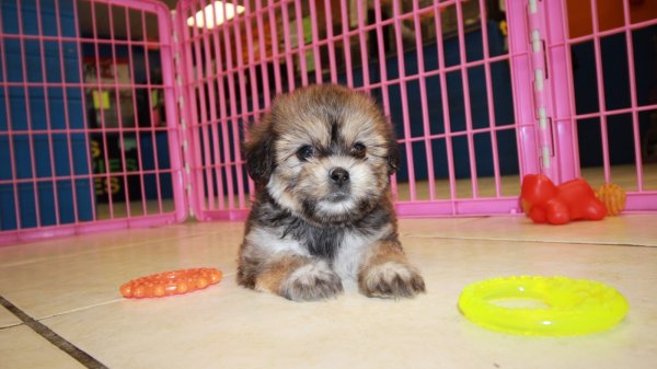 Puppies For Sale Local Breeders Teddy Bear