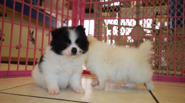 Beautiful Black and White Malti Pom Puppies for sale in