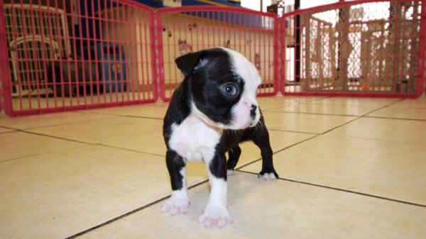 Cuddly Black & White, Boston Terrier Puppies For Sale In