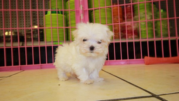 Adorable Teacup Maltese Puppies For Sale in at