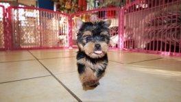 Teacup Toy Yorkie Puppies For Sale near Evans, Ga