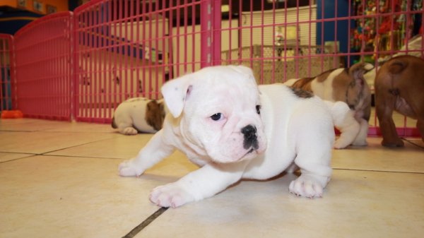 Puppies For Sale Local Breeders English Bulldog Puppies