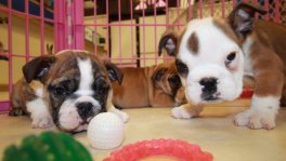 English Bulldog Puppies For Sale near Columbus, Ga