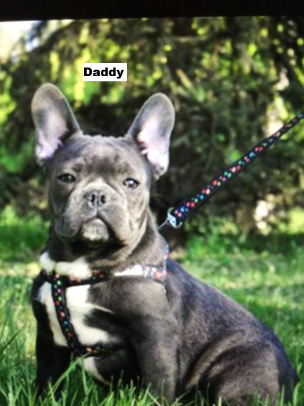 Puppies For Sale Local Breeders Lovely Blue French Bulldog